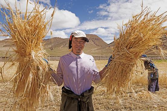 藏地青稞田里的豐收交響曲_6