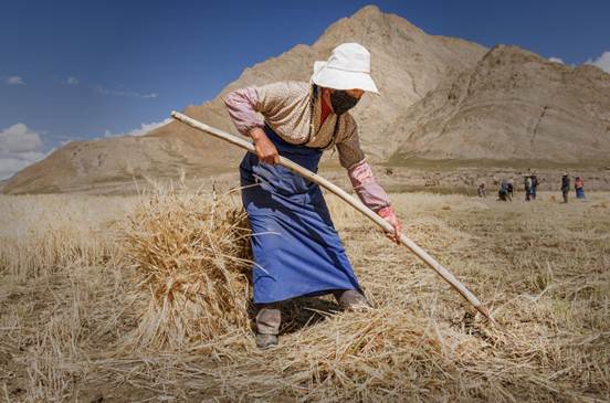 藏地青稞田里的豐收交響曲_5