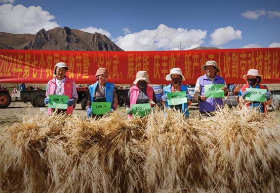 藏地青稞田里的豐收交響曲_8