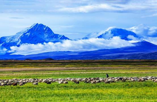 《雪山腳下牧羊曲》+王泗榮