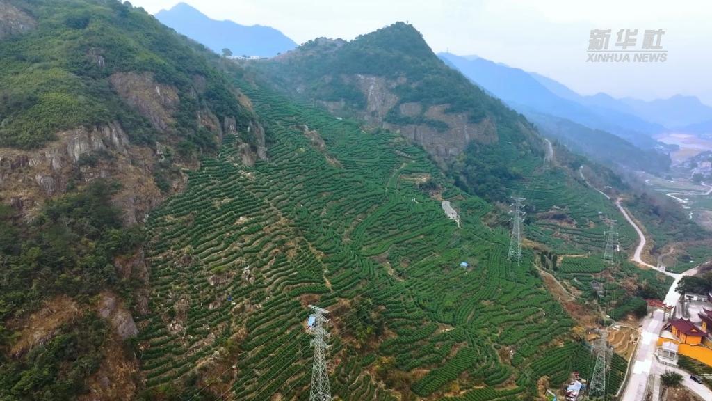 浙江温州：护航乌牛早茶生产 点亮乡村共富路